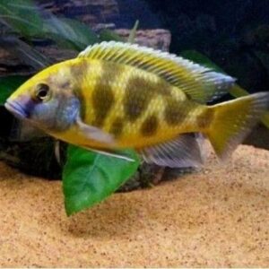 VENUSTUS 8-10cm