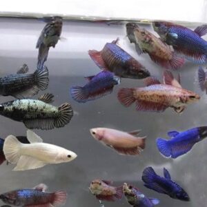 Betta Fêmea