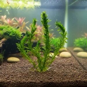 Planta Aquática elodea