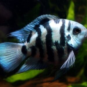 Peixe Papagaio Blue Saphire G