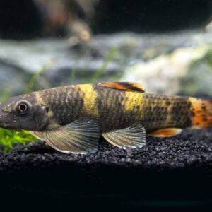 Garra Flavatra Doctor Fish 4–5 cm