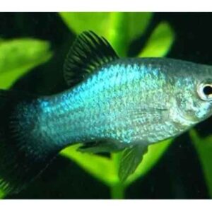 Plati Azul – MD
