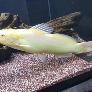 Jundiá Albino 6-10cm