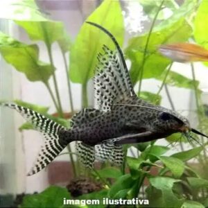 Peixe gato invertido Synodontys médio grande
