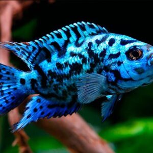 Jack Blue 8-10cm