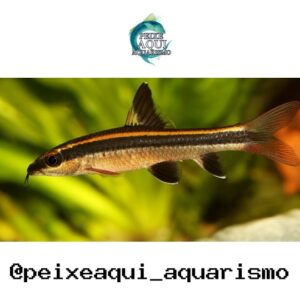 Fryng Fox Trui – 3-4 cm