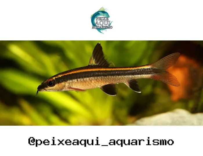 Fryng Fox Trui – 3-4 cm