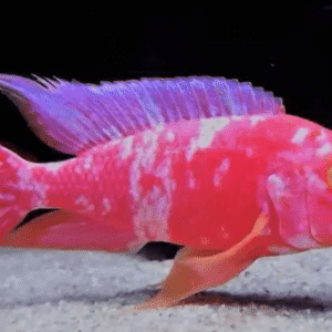 Aulonocara Ob Albina – 7-9 cm