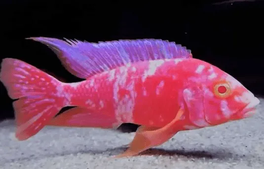 Aulonocara Ob Albina – 7-9 cm