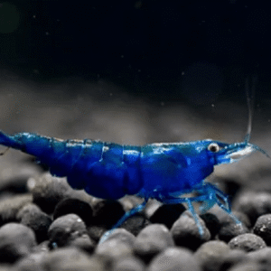 Camarão Blue – 1 cm
