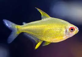 Tetra Tangirina – 1-2 cm