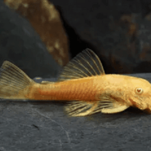 Cascudo Albino