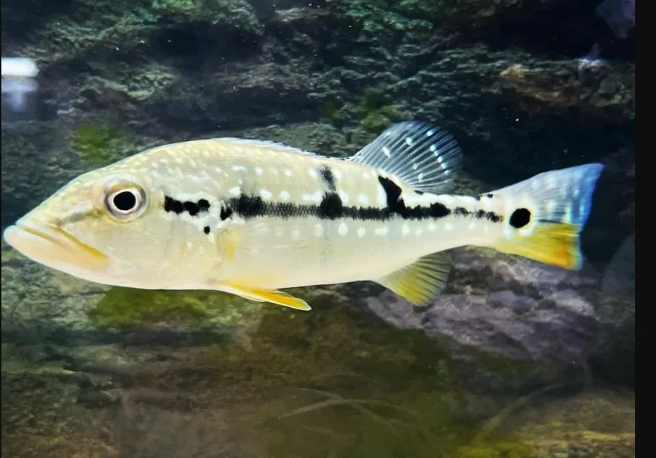 Tucunare Pinima – 7-9 cm