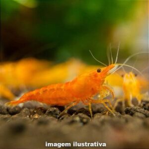 Camarão Neocaridina Orange