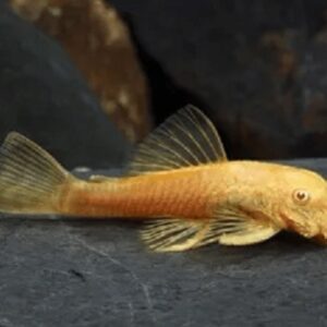 Cascudo Albino 14-16cm