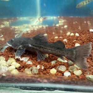 Pirarara Soberana 8-12cm