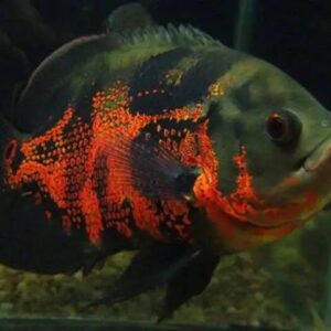 Oscar Red Tiger 25-30cm