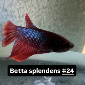 Betta macho Splendens Azul e Vermelho #24