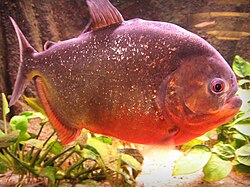 PIRANHA VERMELHA - 3-5 CM