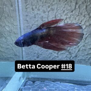 Betta macho Cooper #18