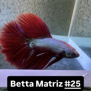 Betta macho Splendens Azul e Vermelho Especial #25