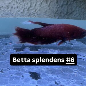 Betta macho splendens Vermelho #6