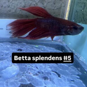 Betta macho splendens Vermelho #5