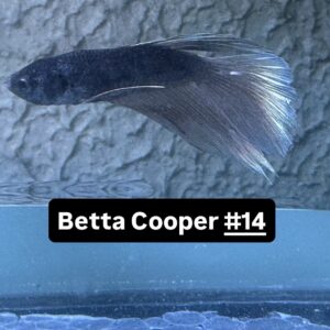 Betta macho Cooper #14