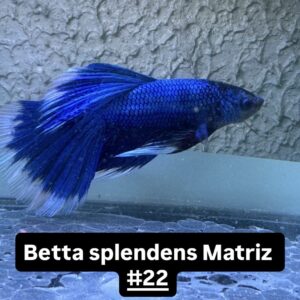 Betta macho Splendens Matriz Azul #22