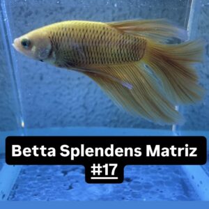 Betta macho Importado Amarelo #17