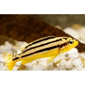 Auratus Amarelo – MD