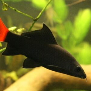 Labeo Bicolor – 2-3 cm