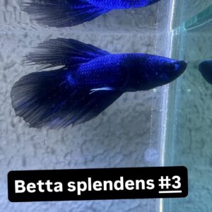 Betta macho splendens Azul #3