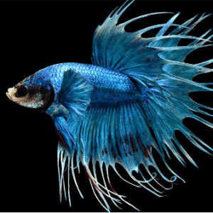 Betta Macho Crowntail – PADRÃO