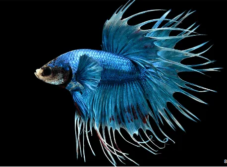 Betta Macho Crowntail – PADRÃO