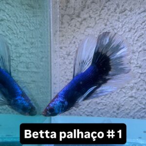 Betta macho Palhaço #1