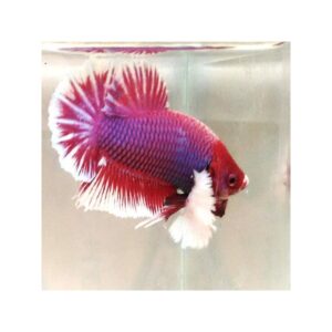 Betta Femea Dumbo – PADRÃO