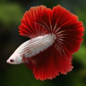 Betta Macho Red Dragon – PADRÃO