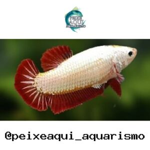Betta Femea Dragon – PADRÃO