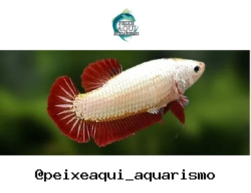Betta Femea Dragon – PADRÃO