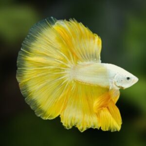 Betta Macho Yellow Dragon – PADRÃO