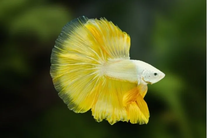 Betta Macho Yellow Dragon – PADRÃO