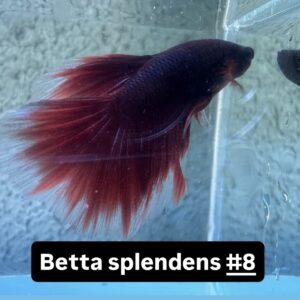 Betta macho splendens Vermelho #8
