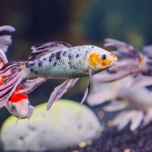 CARPA COLORIDA VEU - MD