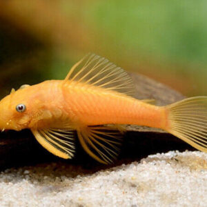 Cascudo Ansistrus Albino (Olho Vermelho) – 3-4 cm