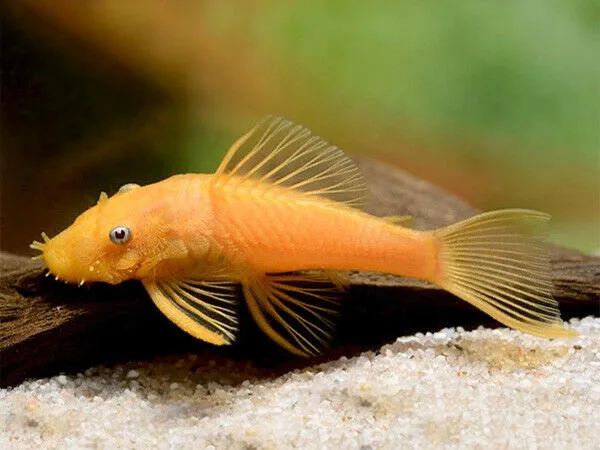 Cascudo Ansistrus Albino (Olho Vermelho) – 3-4 cm