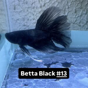 Betta macho importado Black #13