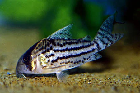 Coridoria Schuartzi – 3-4 cm