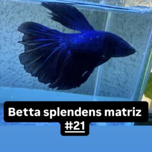 Betta macho Splendens Matriz Azul #21