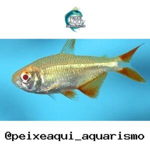 Tetra Buenos Aires Albino 2-4cm